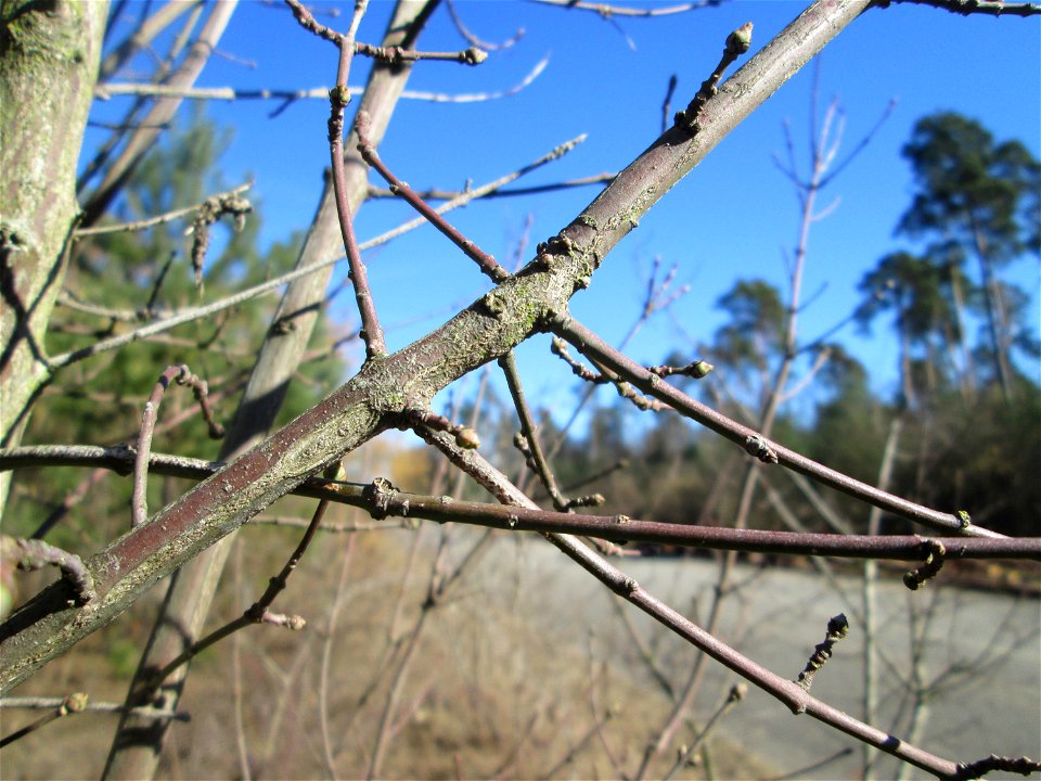 Gewöhnlicher Spindelstrauch oder Pfaffenhütchen (Euonymus europaeus) in der Schwetzinger Hardt