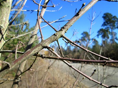 Gewöhnlicher Spindelstrauch oder Pfaffenhütchen (Euonymus europaeus) in der Schwetzinger Hardt