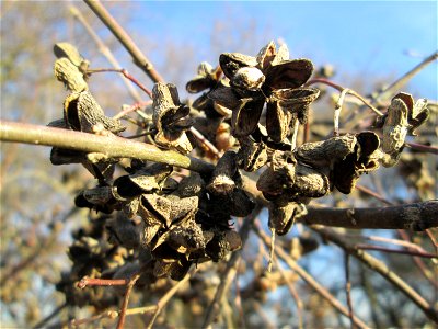 Gewöhnlicher Spindelstrauch oder Pfaffenhütchen (Euonymus europaeus) bei Reilingen