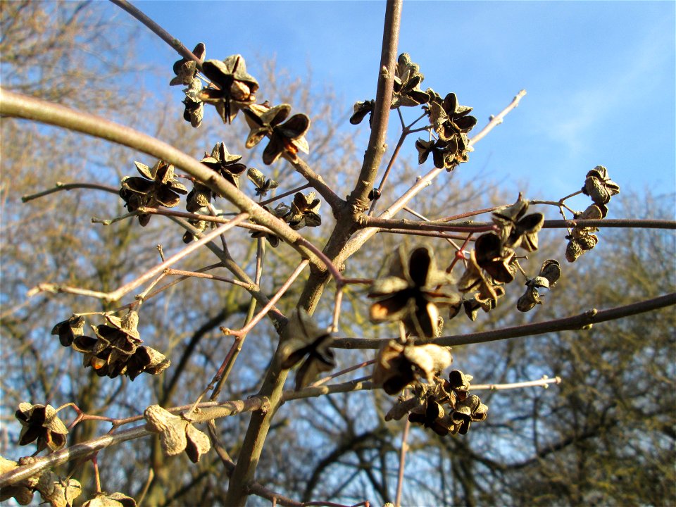 Gewöhnlicher Spindelstrauch oder Pfaffenhütchen (Euonymus europaeus) bei Reilingen