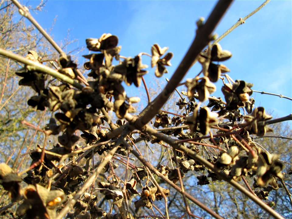 Gewöhnlicher Spindelstrauch oder Pfaffenhütchen (Euonymus europaeus) bei Reilingen