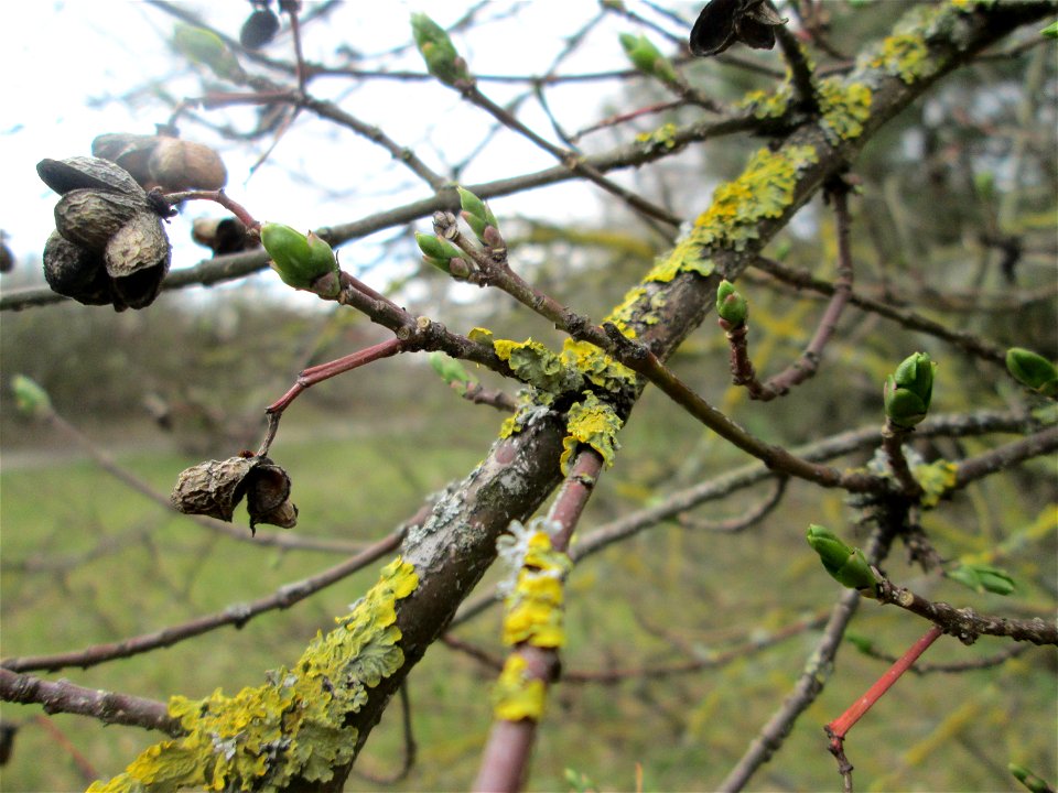 Gewöhnlicher Spindelstrauch oder Pfaffenhütchen (Euonymus europaeus) mit ersten Knospen an der Böschung der A61 bei Hockenheim