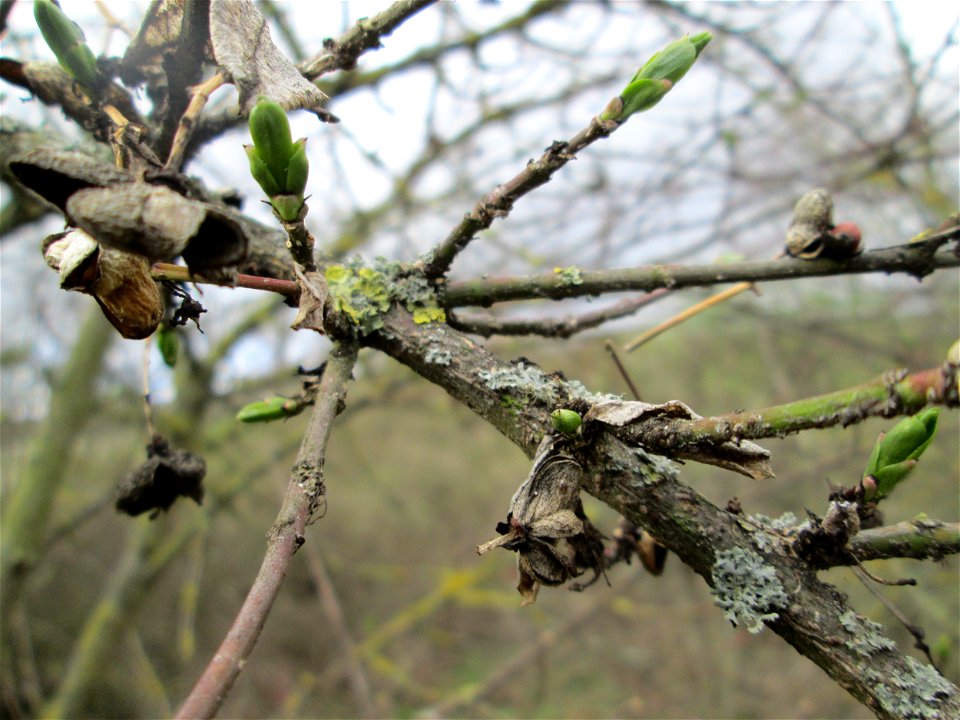 Gewöhnlicher Spindelstrauch oder Pfaffenhütchen (Euonymus europaeus) mit ersten Knospen an der Böschung der A61 bei Hockenheim