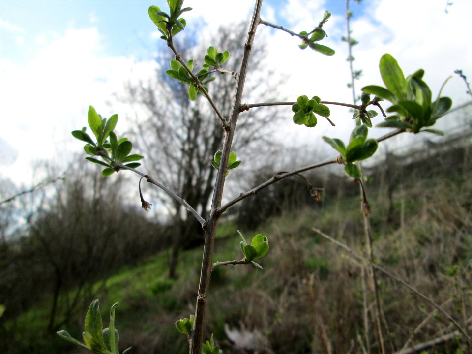 Gewöhnlicher Spindelstrauch oder Pfaffenhütchen (Euonymus europaeus) an der Böschung der A61 bei Hockenheim in unmittelbarer Nähe zur Autobahn sind die Knospen schon weiter aufgegangen als am Fuß der 