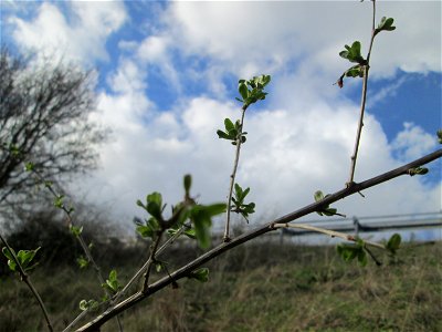 Gewöhnlicher Spindelstrauch oder Pfaffenhütchen (Euonymus europaeus) an der Böschung der A61 bei Hockenheim in unmittelbarer Nähe zur Autobahn sind die Knospen schon weiter aufgegangen als am Fuß der 