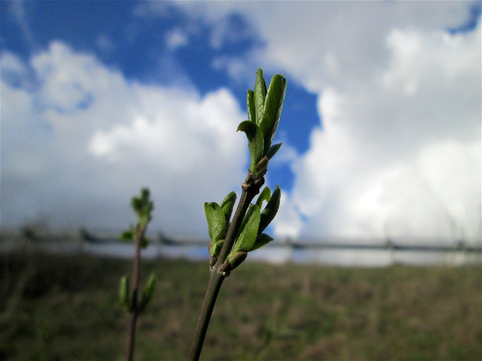 Gewöhnlicher Spindelstrauch oder Pfaffenhütchen (Euonymus europaeus) an der Böschung der A61 bei Hockenheim in unmittelbarer Nähe zur Autobahn sind die Knospen schon weiter aufgegangen als am Fuß der 