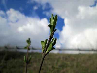 Gewöhnlicher Spindelstrauch oder Pfaffenhütchen (Euonymus europaeus) an der Böschung der A61 bei Hockenheim in unmittelbarer Nähe zur Autobahn sind die Knospen schon weiter aufgegangen als am Fuß der 