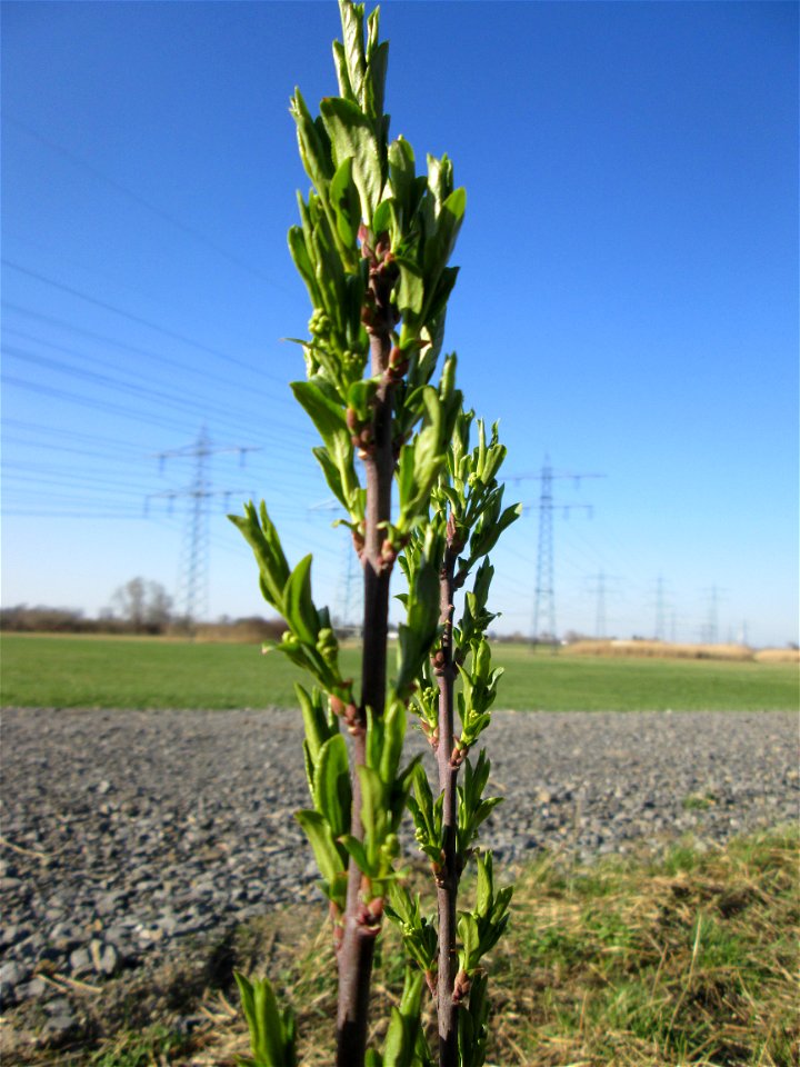 Gewöhnlicher Spindelstrauch oder Pfaffenhütchen (Euonymus europaeus) im Naturschutzgebiet „Bachwiesen/Leopoldswiesen“ im Hockenheimer Rheinbogen