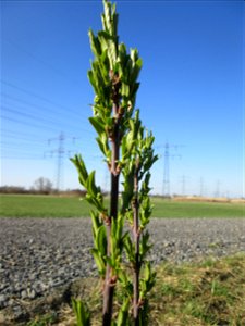 Gewöhnlicher Spindelstrauch oder Pfaffenhütchen (Euonymus europaeus) im Naturschutzgebiet „Bachwiesen/Leopoldswiesen“ im Hockenheimer Rheinbogen