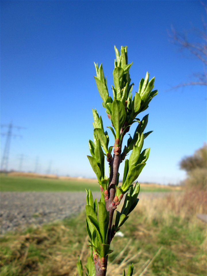 Gewöhnlicher Spindelstrauch oder Pfaffenhütchen (Euonymus europaeus) im Naturschutzgebiet „Bachwiesen/Leopoldswiesen“ im Hockenheimer Rheinbogen