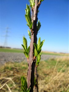 Gewöhnlicher Spindelstrauch oder Pfaffenhütchen (Euonymus europaeus) (or E. alatus) im Naturschutzgebiet „Bachwiesen/Leopoldswiesen“ im Hockenheimer Rheinbogen - charakteristisch ist der vierkantige A
