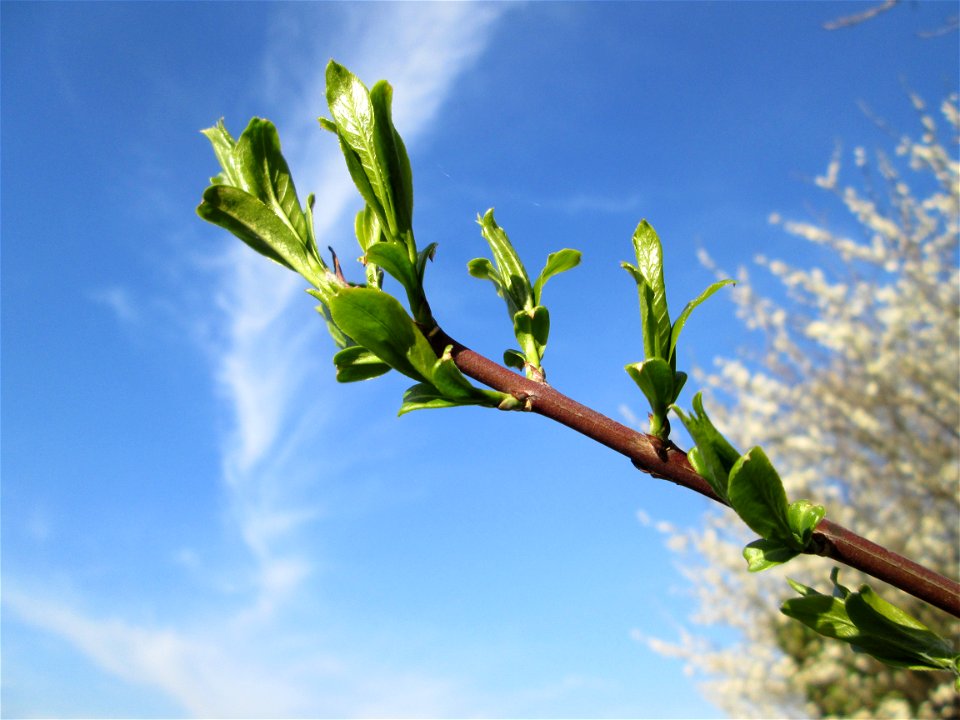 Gewöhnlicher Spindelstrauch oder Pfaffenhütchen (Euonymus europaeus) im Naturschutzgebiet „Mirabellenhecke in den Horststückern“ im Hockenheimer Rheinbogen