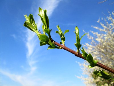 Gewöhnlicher Spindelstrauch oder Pfaffenhütchen (Euonymus europaeus) im Naturschutzgebiet „Mirabellenhecke in den Horststückern“ im Hockenheimer Rheinbogen