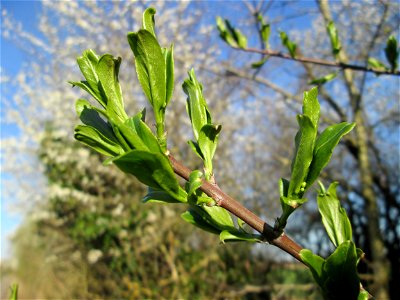 Gewöhnlicher Spindelstrauch oder Pfaffenhütchen (Euonymus europaeus) im Naturschutzgebiet „Mirabellenhecke in den Horststückern“ im Hockenheimer Rheinbogen
