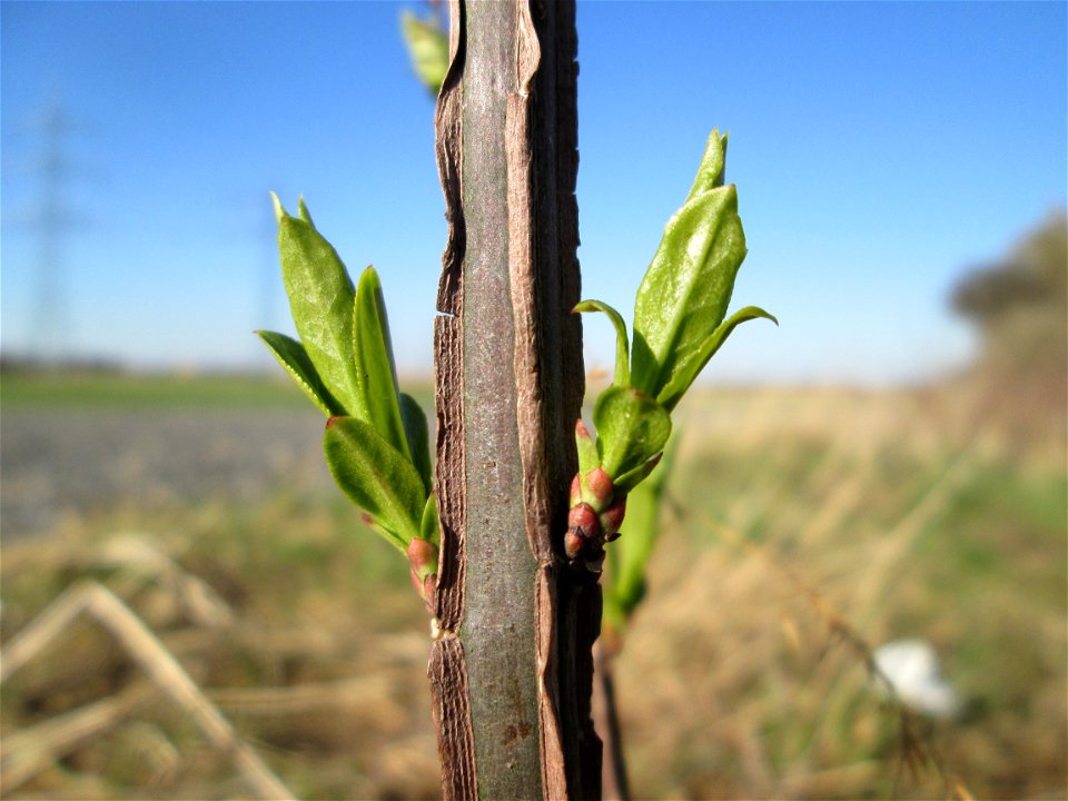 Gewöhnlicher Spindelstrauch oder Pfaffenhütchen (Euonymus europaeus) (or E. alatus) im Naturschutzgebiet „Bachwiesen/Leopoldswiesen“ im Hockenheimer Rheinbogen - charakteristisch ist der vierkantige A
