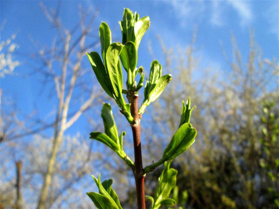 Gewöhnlicher Spindelstrauch oder Pfaffenhütchen (Euonymus europaeus) im Naturschutzgebiet „Mirabellenhecke in den Horststückern“ im Hockenheimer Rheinbogen