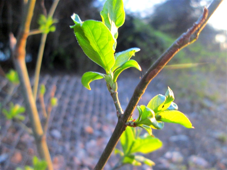 Gewöhnlicher Spindelstrauch oder Pfaffenhütchen (Euonymus europaeus) in der Schwetzinger Hardt