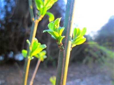 Gewöhnlicher Spindelstrauch oder Pfaffenhütchen (Euonymus europaeus) in der Schwetzinger Hardt