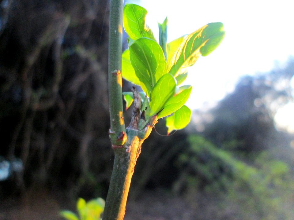 Gewöhnlicher Spindelstrauch oder Pfaffenhütchen (Euonymus europaeus) in der Schwetzinger Hardt