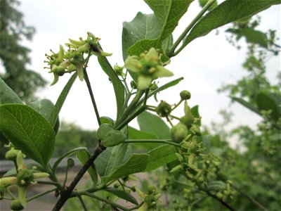 Gewöhnlicher Spindelstrauch oder Pfaffenhütchen (Euonymus europaeus) im Landschaftsschutsgebiet „Saalbachniederung“ bei Hambrücken