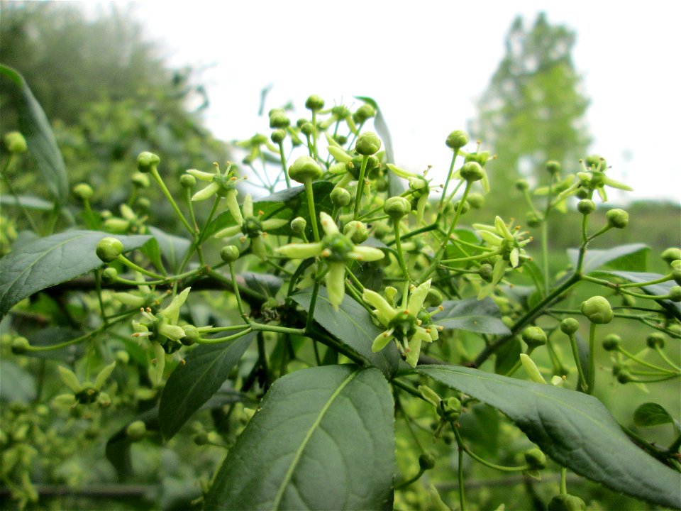Gewöhnlicher Spindelstrauch oder Pfaffenhütchen (Euonymus europaeus) in den Horststückern im Landschaftsschutzgebiet „Hockenheimer Rheinbogen“