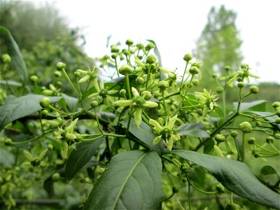 Gewöhnlicher Spindelstrauch oder Pfaffenhütchen (Euonymus europaeus) in den Horststückern im Landschaftsschutzgebiet „Hockenheimer Rheinbogen“