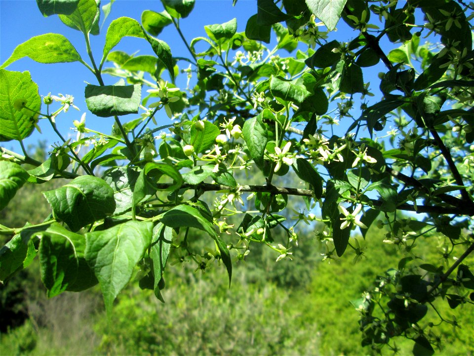 Pfaffenhütchen (Euonymus europaeus) auf einer Streuobstwiese in Hockenheim