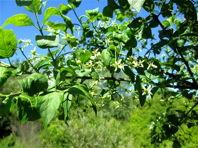 Pfaffenhütchen (Euonymus europaeus) auf einer Streuobstwiese in Hockenheim