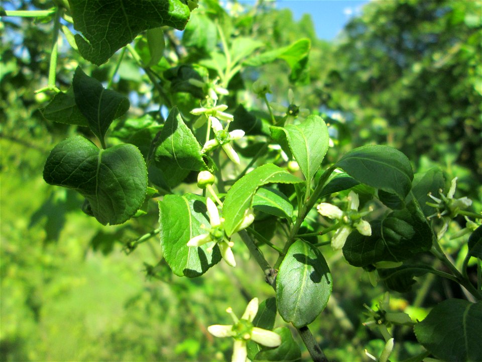 Pfaffenhütchen (Euonymus europaeus) auf einer Streuobstwiese in Hockenheim