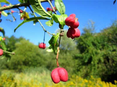 Gewöhnlicher Spindelstrauch oder Pfaffenhütchen (Euonymus europaeus) im Landschaftsschutzgebiet „Tabakmühlental - Oberster Weiher“ in Sankt Arnual