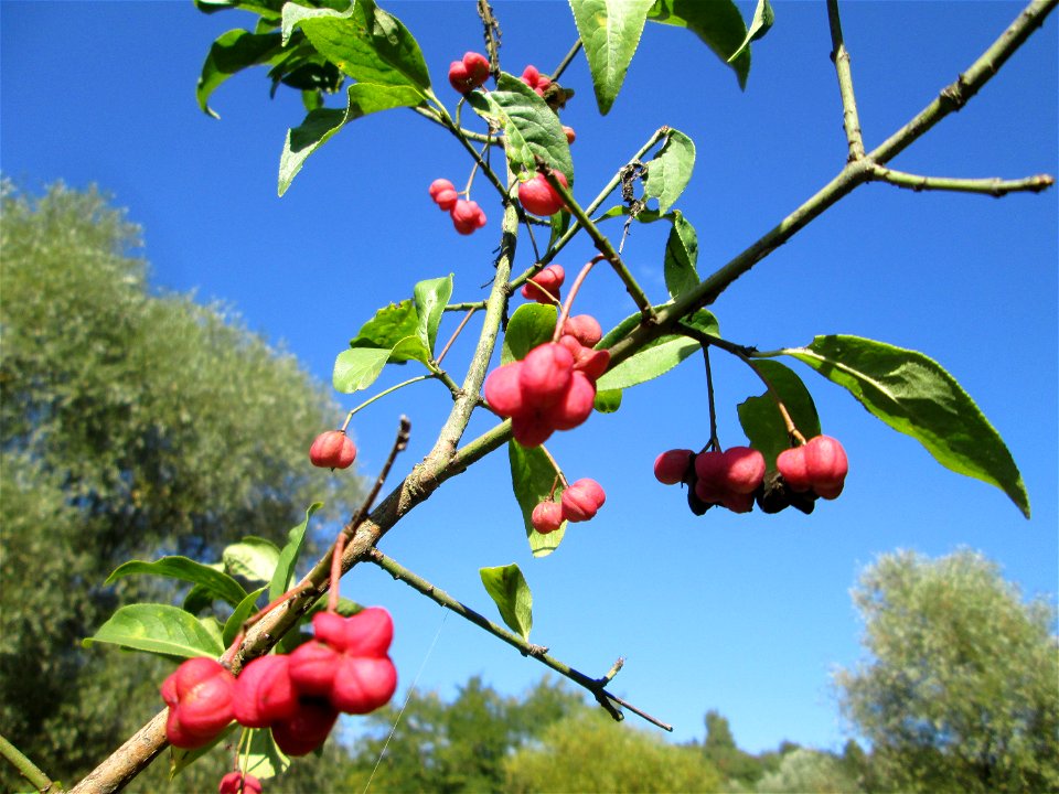 Gewöhnlicher Spindelstrauch oder Pfaffenhütchen (Euonymus europaeus) im Landschaftsschutzgebiet „Tabakmühlental - Oberster Weiher“ in Sankt Arnual