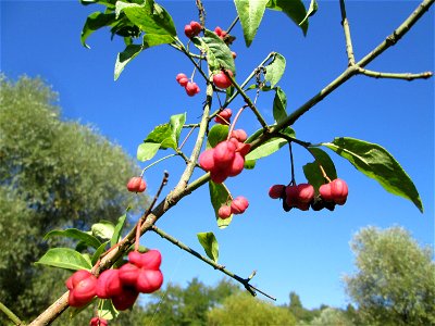 Gewöhnlicher Spindelstrauch oder Pfaffenhütchen (Euonymus europaeus) im Landschaftsschutzgebiet „Tabakmühlental - Oberster Weiher“ in Sankt Arnual
