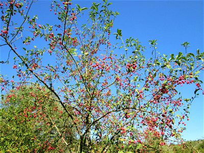 Gewöhnlicher Spindelstrauch oder Pfaffenhütchen (Euonymus europaeus) im Landschaftsschutzgebiet „Tabakmühlental - Oberster Weiher“ in Sankt Arnual