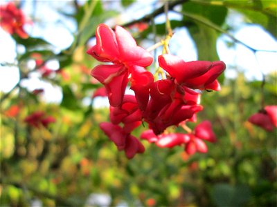 Gewöhnlicher Spindelstrauch oder Pfaffenhütchen (Euonymus europaeus) im Deutschmühlental in Alt-Saarbrücken