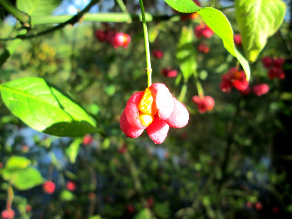 Gewöhnlicher Spindelstrauch oder Pfaffenhütchen (Euonymus europaeus) im Deutschmühlental in Alt-Saarbrücken