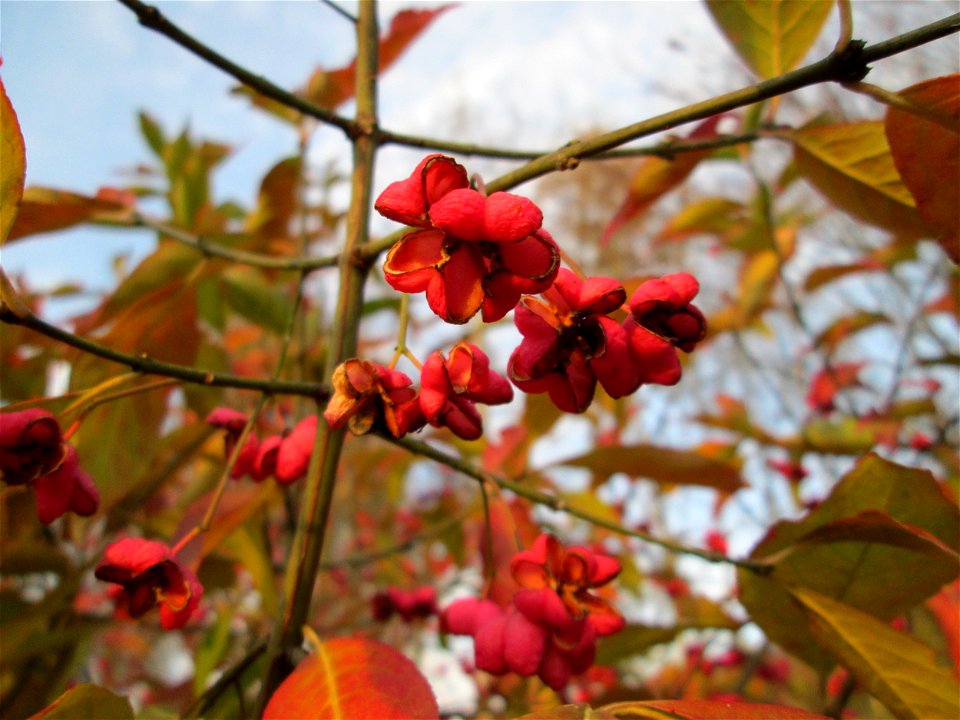 Gewöhnlicher Spindelstrauch oder Pfaffenhütchen (Euonymus europaeus) im Naturschutzgebiet „St. Arnualer Wiesen“