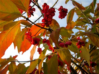 Gewöhnlicher Spindelstrauch oder Pfaffenhütchen (Euonymus europaeus) im Naturschutzgebiet „St. Arnualer Wiesen“