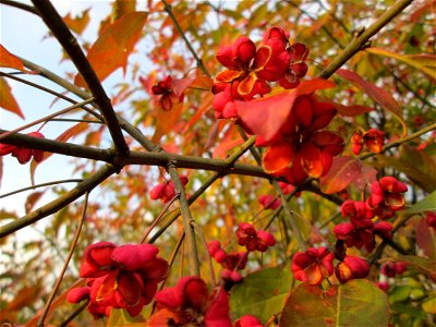 Gewöhnlicher Spindelstrauch oder Pfaffenhütchen (Euonymus europaeus) im Naturschutzgebiet „St. Arnualer Wiesen“
