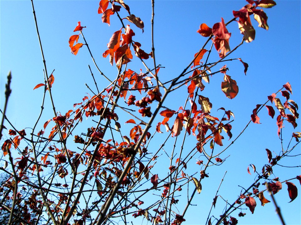 Gewöhnlicher Spindelstrauch oder Pfaffenhütchen (Euonymus europaeus) im Naturschutzgebiet „Sankt Arnualer Wiesen“