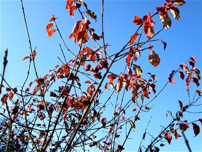 Gewöhnlicher Spindelstrauch oder Pfaffenhütchen (Euonymus europaeus) im Naturschutzgebiet „Sankt Arnualer Wiesen“