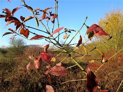 Gewöhnlicher Spindelstrauch oder Pfaffenhütchen (Euonymus europaeus) im Naturschutzgebiet „Sankt Arnualer Wiesen“