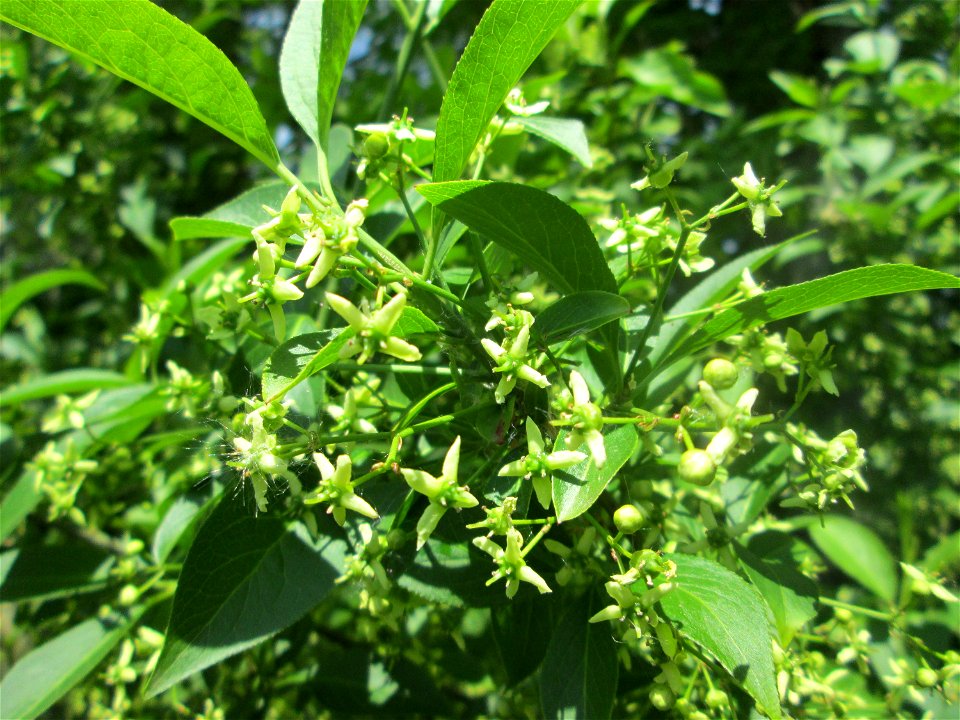 Gewöhnlicher Spindelstrauch oder Pfaffenhütchen (Euonymus europaeus) im Naturschutzgebiet „St. Arnualer Wiesen“