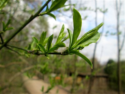 Gewöhnlicher Spindelstrauch oder Pfaffenhütchen (Euonymus europaeus) im Landschaftsschutzgebiet „St. Johanner Stadtwald“