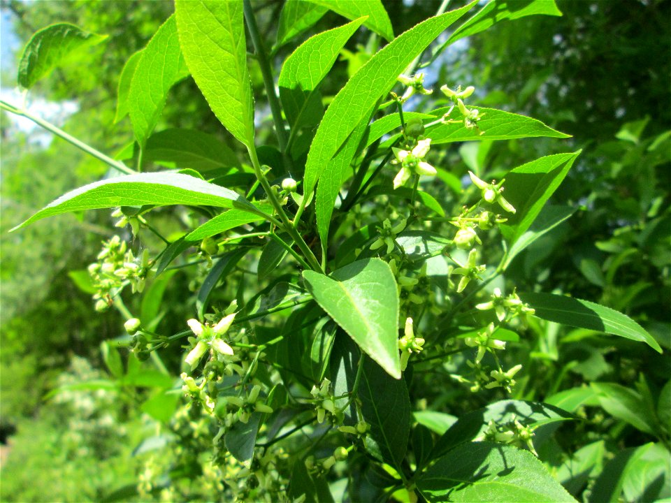 Gewöhnlicher Spindelstrauch oder Pfaffenhütchen (Euonymus europaeus) im Naturschutzgebiet „St. Arnualer Wiesen“