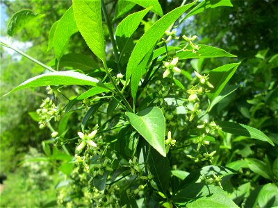Gewöhnlicher Spindelstrauch oder Pfaffenhütchen (Euonymus europaeus) im Naturschutzgebiet „St. Arnualer Wiesen“