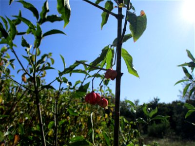 Gewöhnlicher Spindelstrauch oder Pfaffenhütchen (Euonymus europaeus) in Brebach
