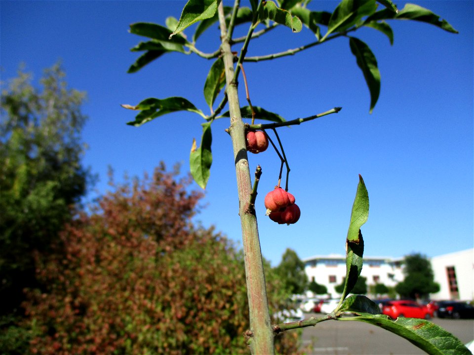 Gewöhnlicher Spindelstrauch oder Pfaffenhütchen (Euonymus europaeus) in Brebach