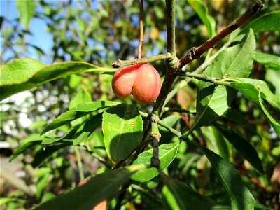 Gewöhnlicher Spindelstrauch oder Pfaffenhütchen (Euonymus europaeus) in Brebach
