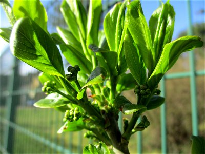 Gewöhnlicher Spindelstrauch oder Pfaffenhütchen (Euonymus europaeus) in Brebach