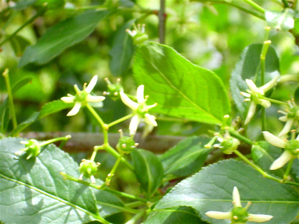 Euonymus europaeus flowers close up Dehesa Boyal de Puertollano, Spain